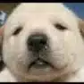 しーさん