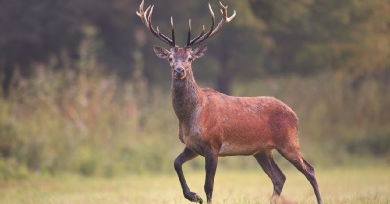 嘘グルメ 第三話 雄鹿の角の根元ホルモン ムーディ勝山 Note 嘘グルメ 第三話 雄鹿の角の根元ホルモン ムーディ勝山 Note