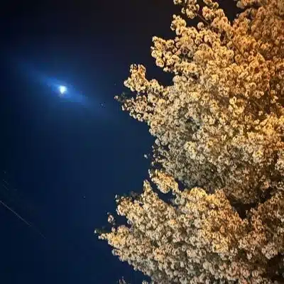 ぽん