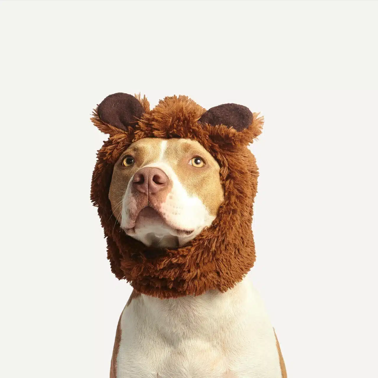 Hi