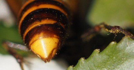 虫嫌いを克服させる千本ノック 265本目 コガタスズメバチ（小型雀蜂