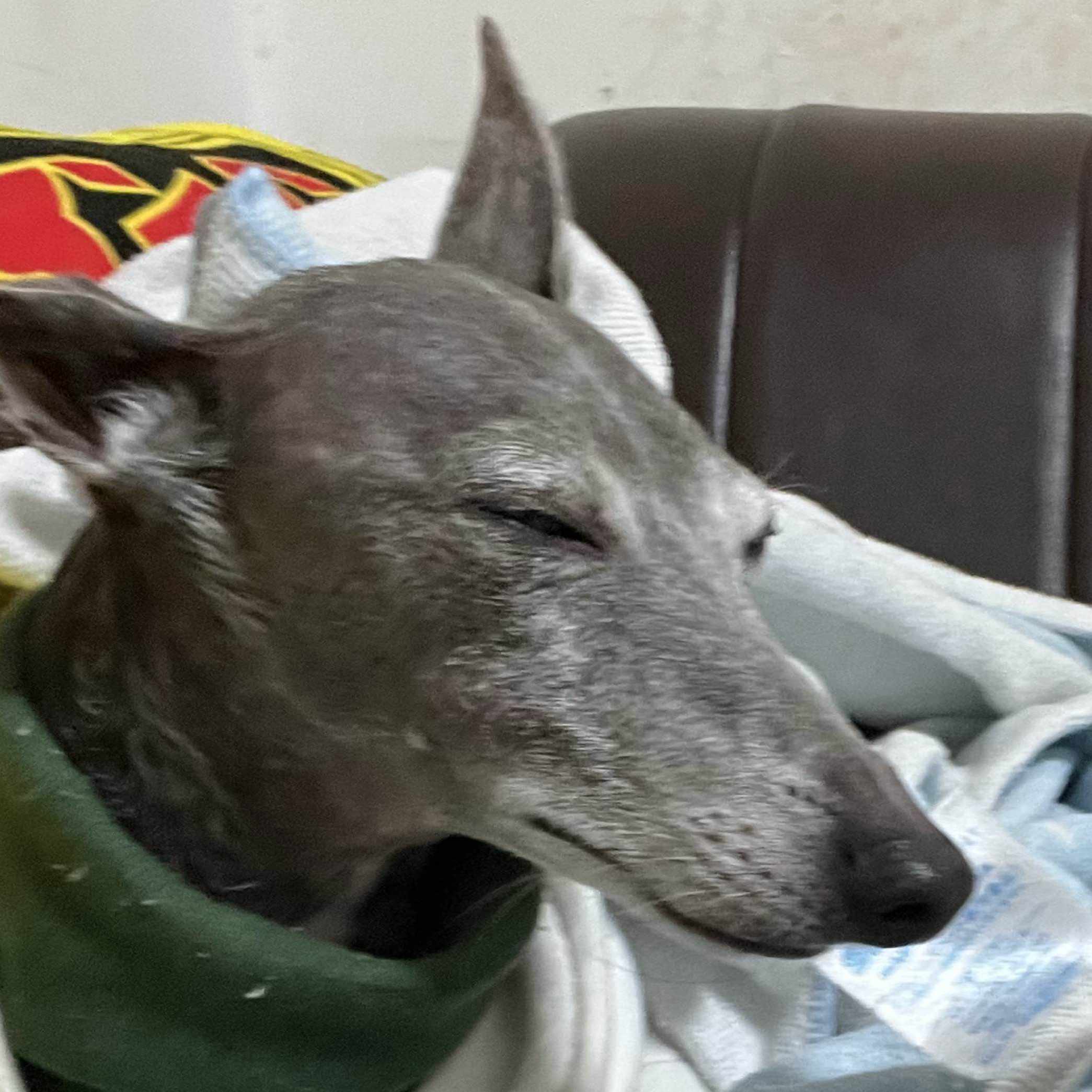 大熊和奏さんのチェキお渡し会に行ってきました[大熊和奏]｜©︎折さん