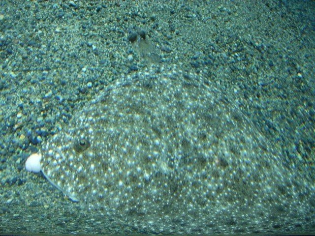 あつ森から学ぶ生物の話 ヒラメ なのか カレイ なのか いよいよハッキリさせてやらぁ 緑木リョク Note