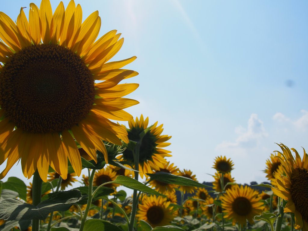 Atsumi Komuro Note Atsumi Komuro Note