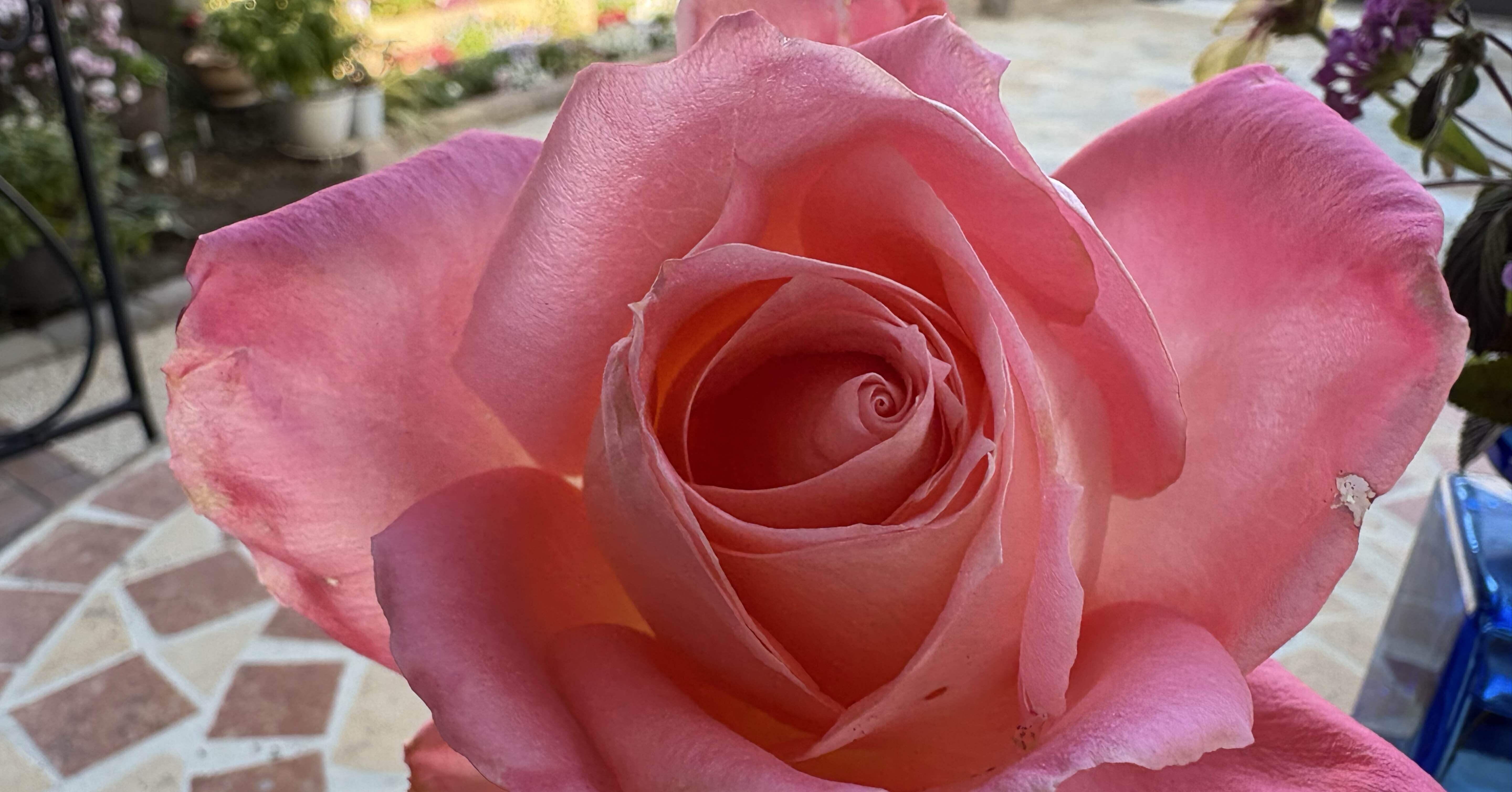 薔薇をレスキュー！｜もっちょん