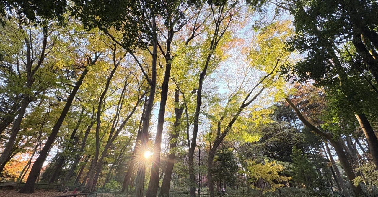 pilgryNOTE Monthly Report 25.11 | Search and Recording｜音の巡礼