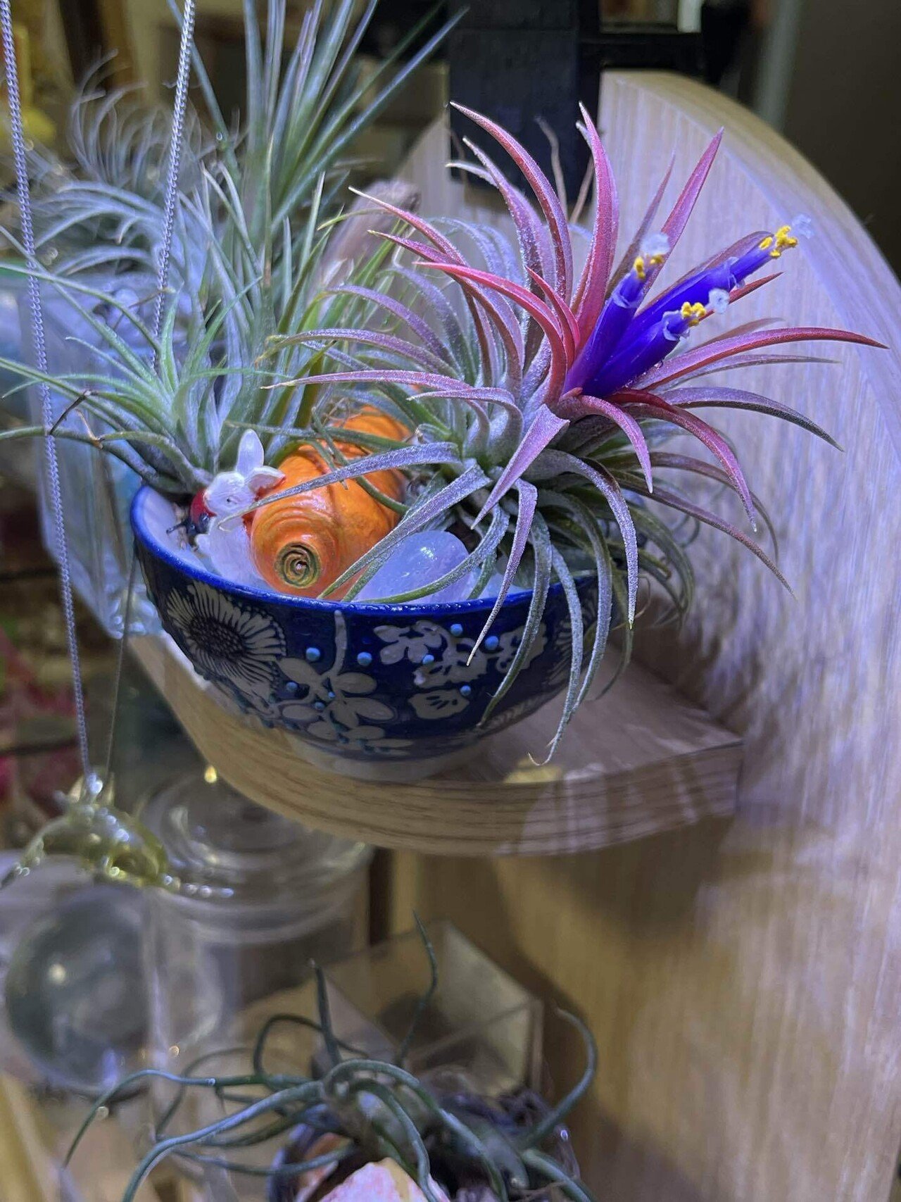 チランジアイオナンタの花を見ながらあれこれ想う｜しなやかで折れない