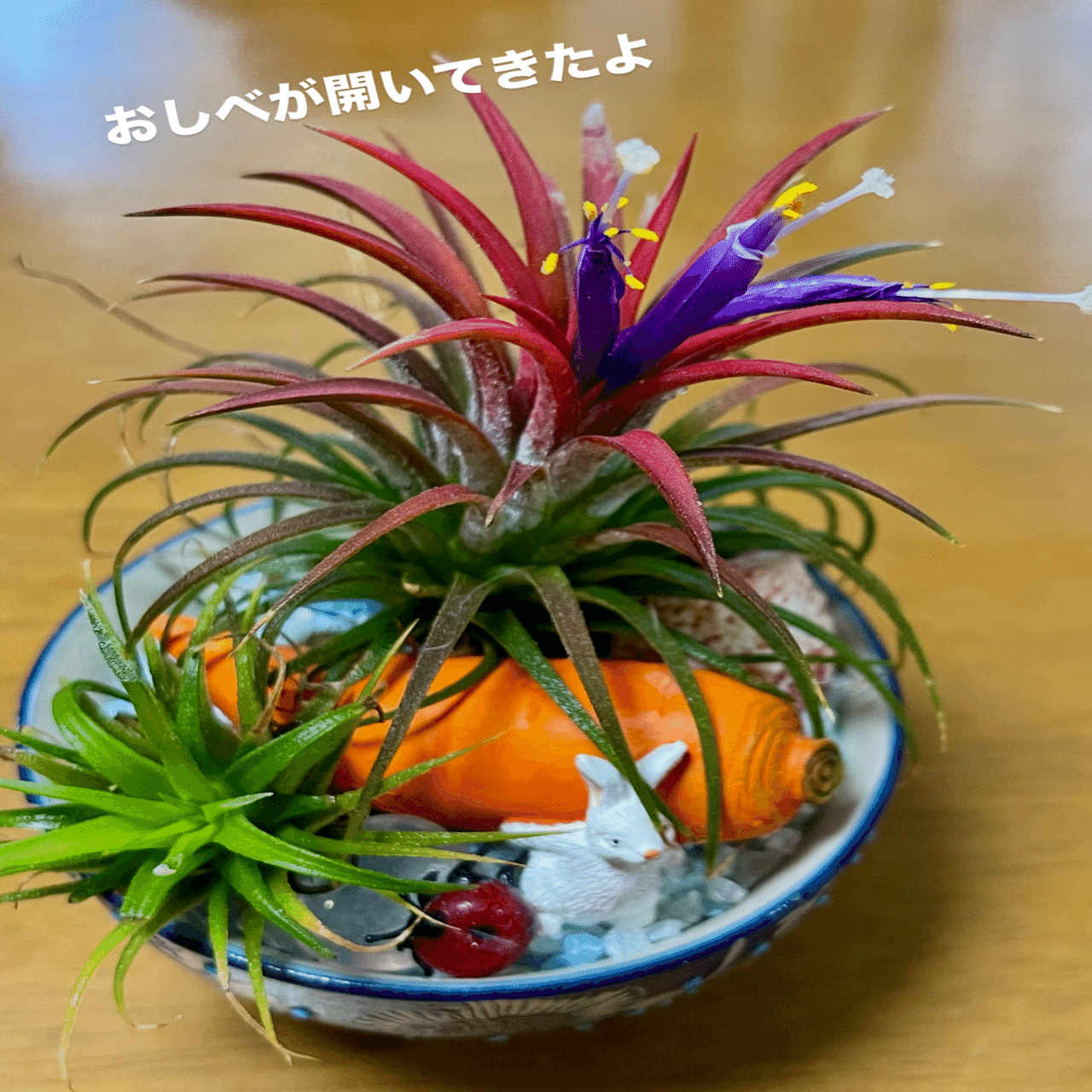 チランジアイオナンタの花を見ながらあれこれ想う｜しなやかで折れない