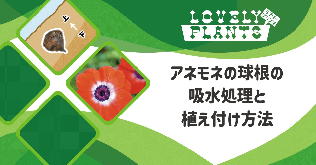 How to Rehydrate and Plant Anemone Bulbs｜lovely plants@note