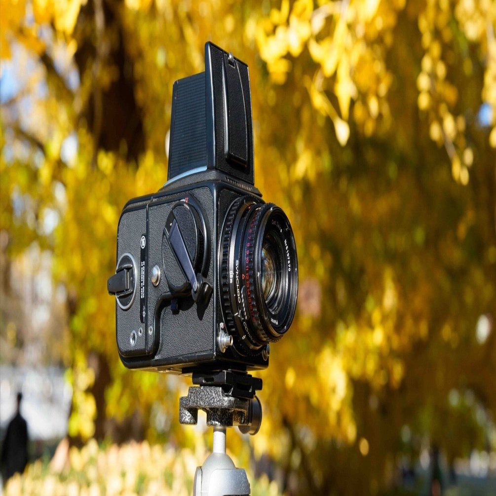 HASSELBLAD 500Cとリバイバルカラーのフィルムで撮る秋の新宿御苑