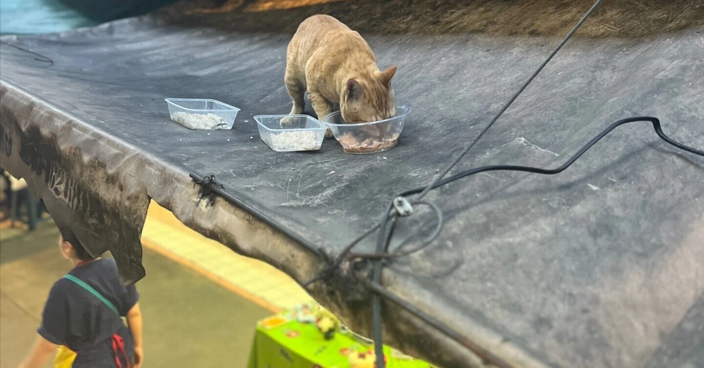タイ・バンコク2025】猫カフェと街中で会った猫の話｜ニシメグミ