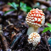植木鉢の来訪者 コガネキヌカラカサタケ ちょこすき きのこ Note
