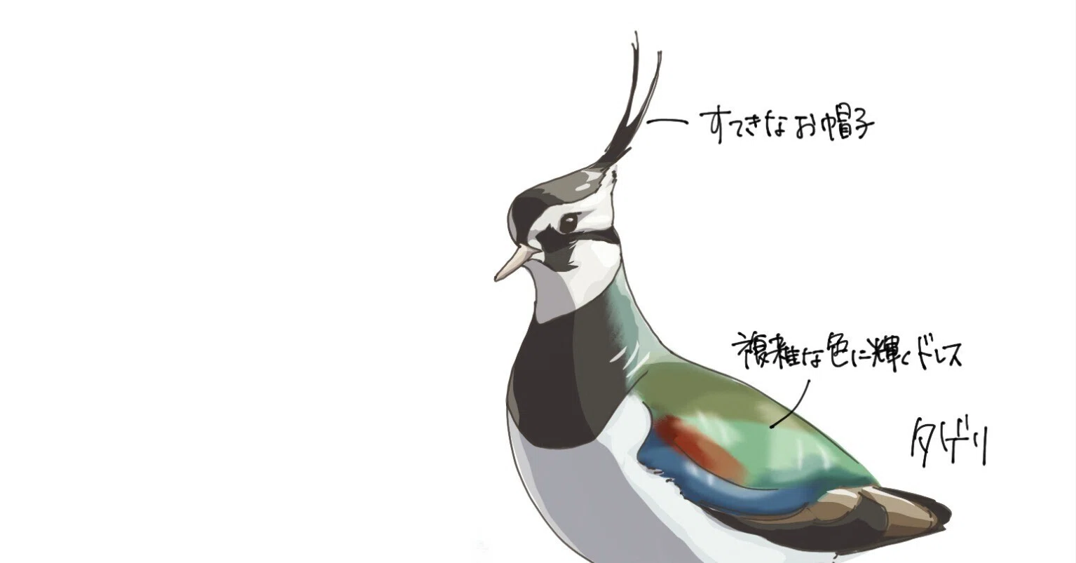 オスだけど貴婦人｜タゲリ｜くますけ｜自然ガイド・クリエイター