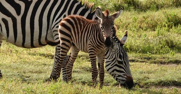 武田ちょっこ＊まるまるサファリの本｜note