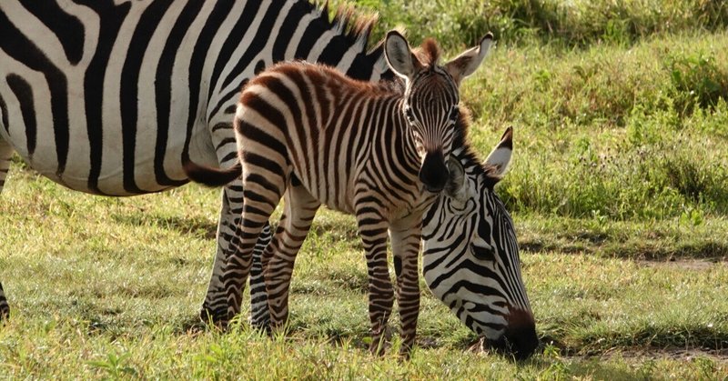 武田ちょっこ＊まるまるサファリの本｜note