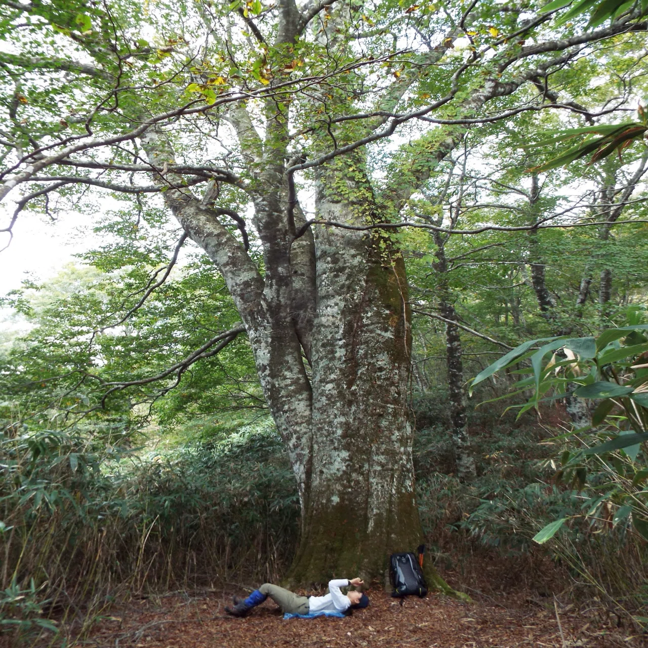 The Great Beech of Yamanori｜陽子の森@蒜山ツアーデスク