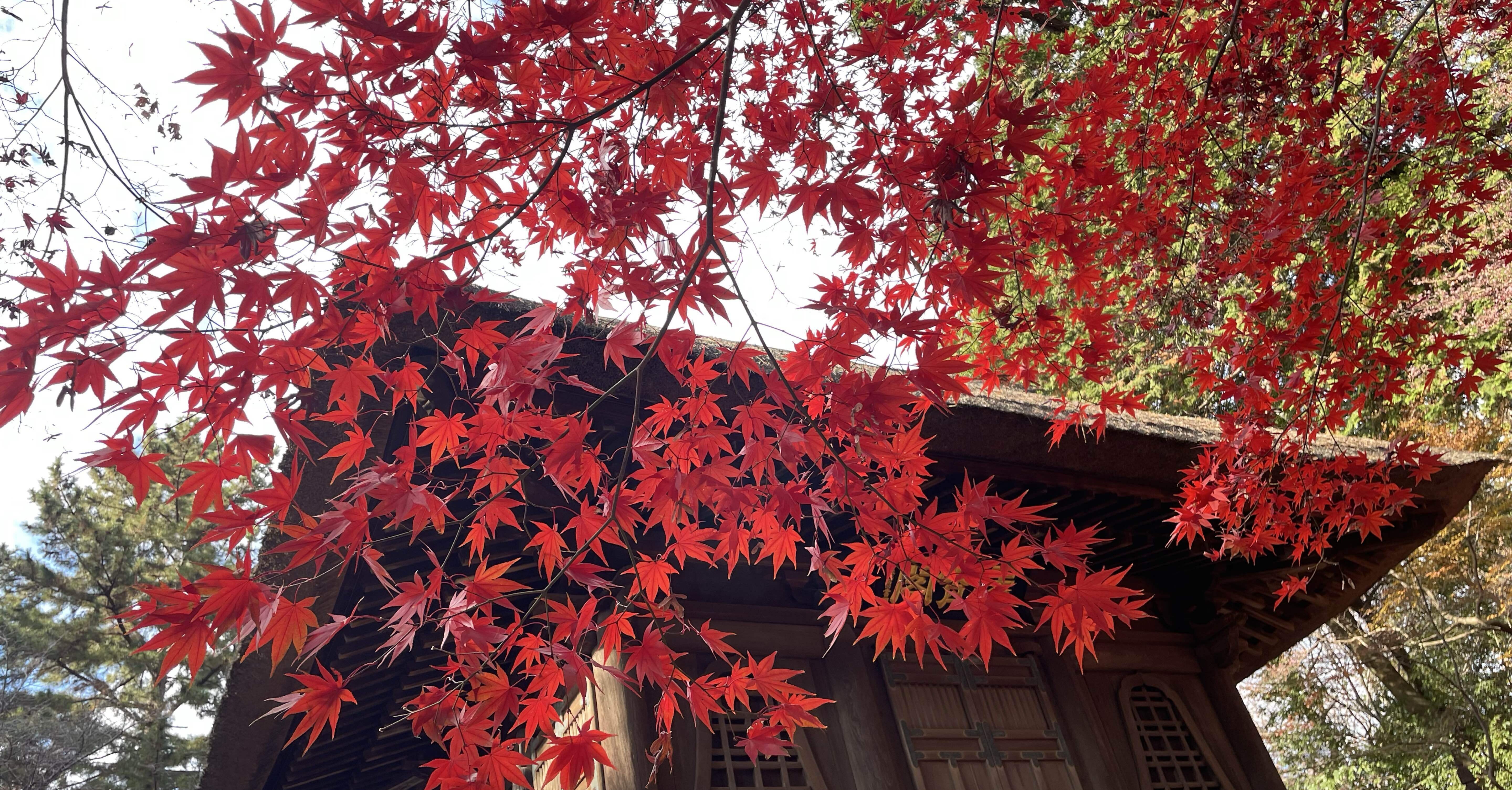 まだ紅葉に間に合った！｜蜜柑香房子（Mikan Kabosu）