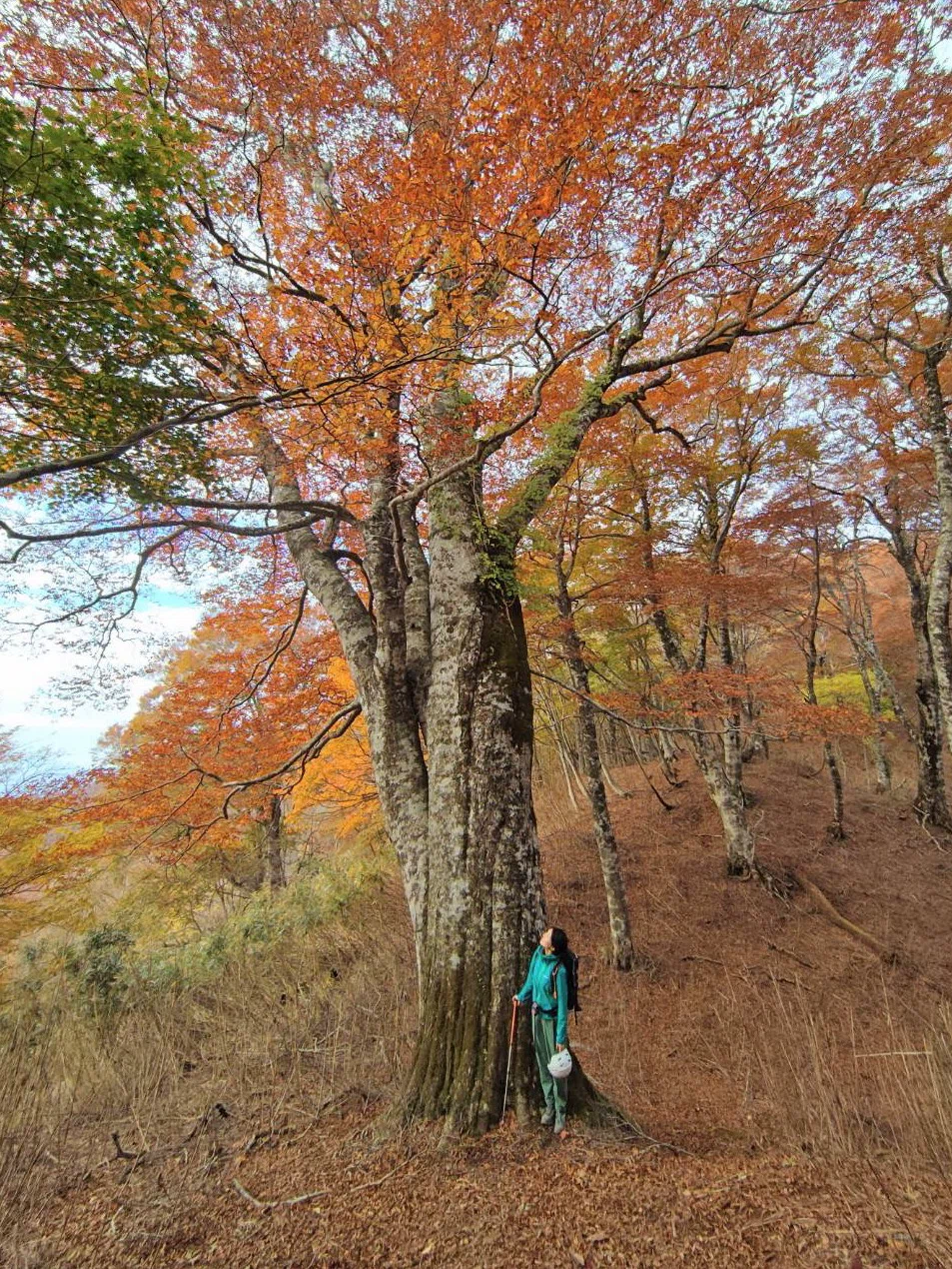 The Great Beech of Yamanori｜陽子の森@蒜山ツアーデスク