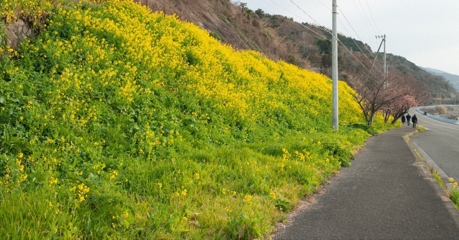 今年の菜の花|torutabitabi 今年の菜の花|torutabitabi