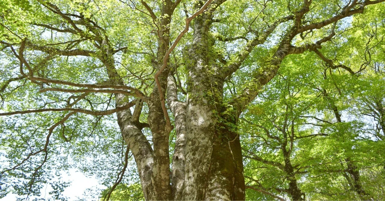 The Great Beech of Yamanori｜陽子の森@蒜山ツアーデスク