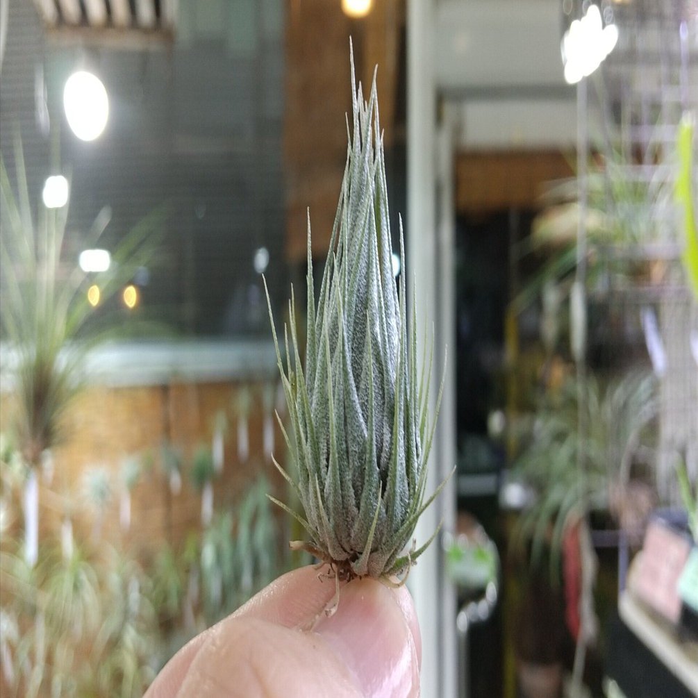 チランジア入荷リスト11/15｜NatureGarden🌿神田