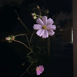 イ・ユミ