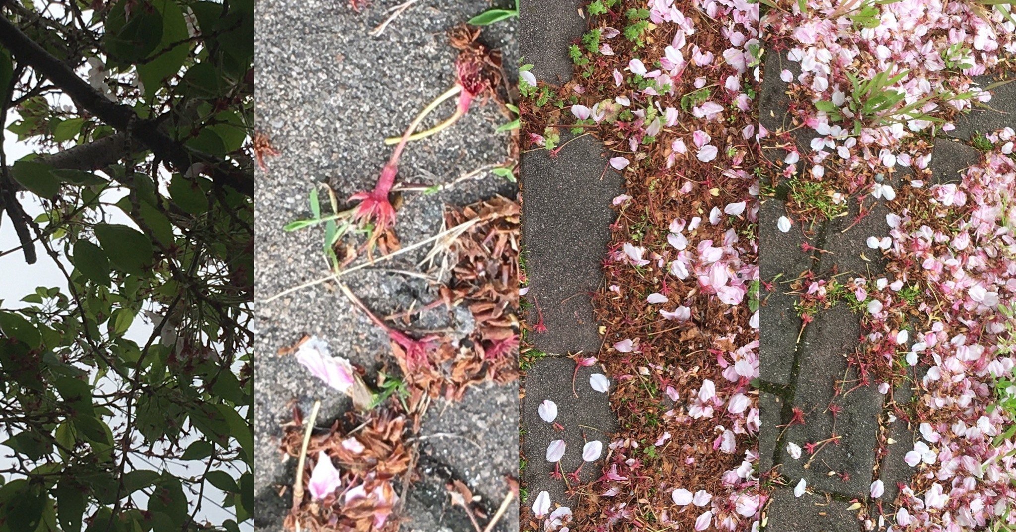 桜蘂降る Frau Schnitt Note