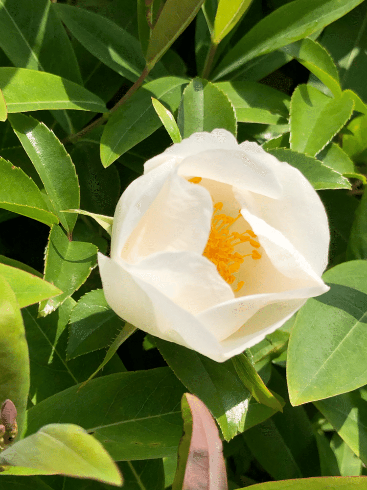 白い花💐
外は春まっさかりーー✨

#春 #新緑 #春の花 #パラ #綺麗 #美しい花