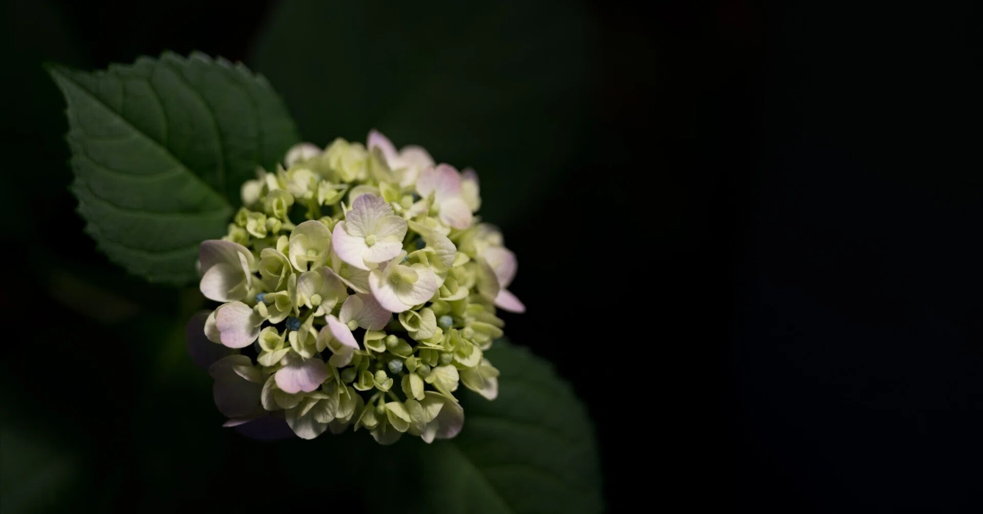 Leica APO-Summicron-M 35mm F2.0 ASPH.｜bg