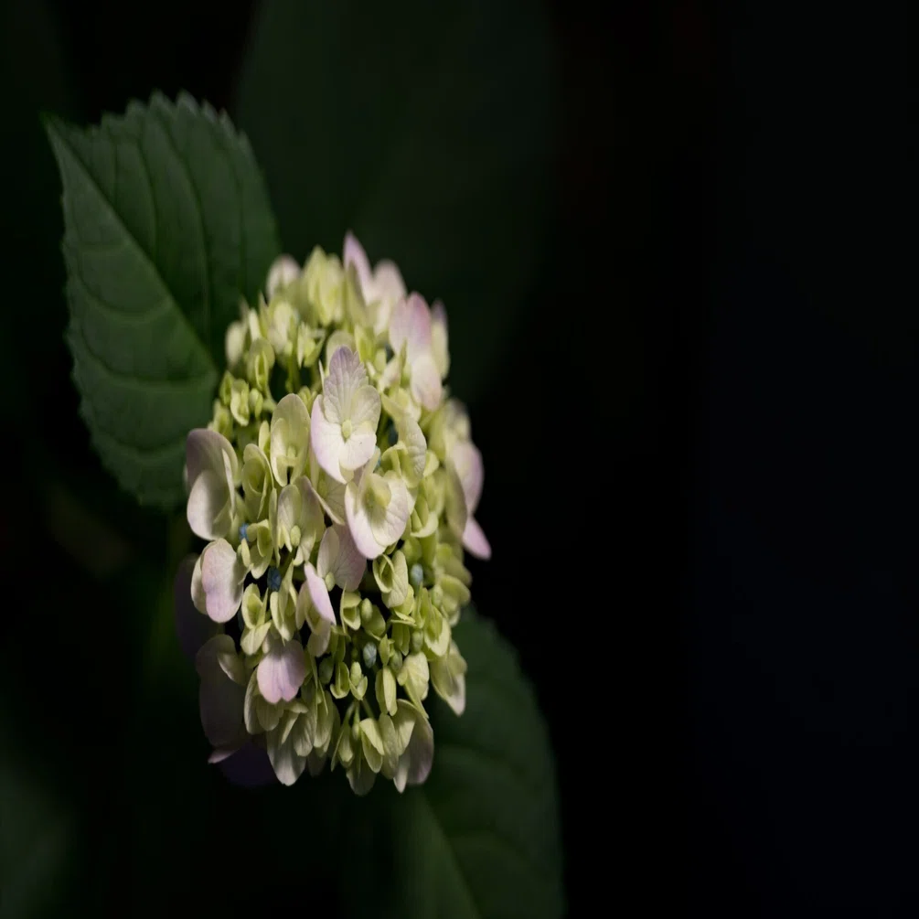 Leica APO-Summicron-M 35mm F2.0 ASPH.｜bg