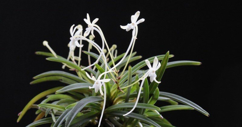 富貴蘭「和泉牡丹」の花(過去の画像倉庫から)｜KJ Morison