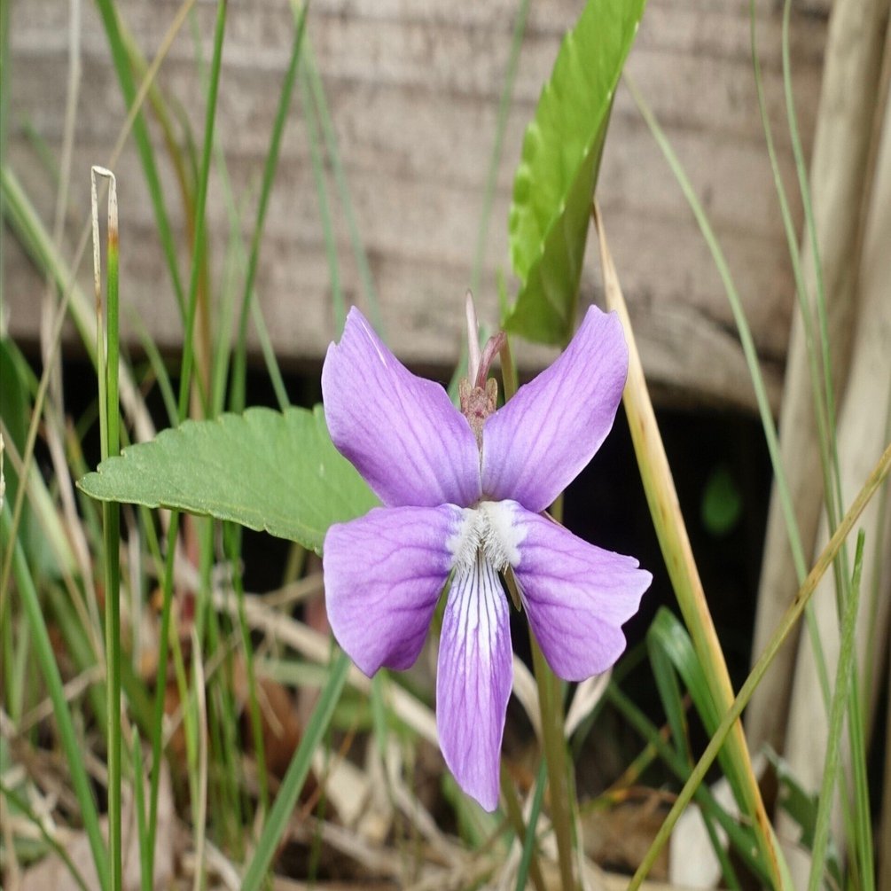 サクラスミレ｜noteスミレの部屋