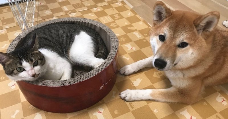 猫と犬を一緒に飼ってみて どっちのお世話が大変かを考える Nogunori Note