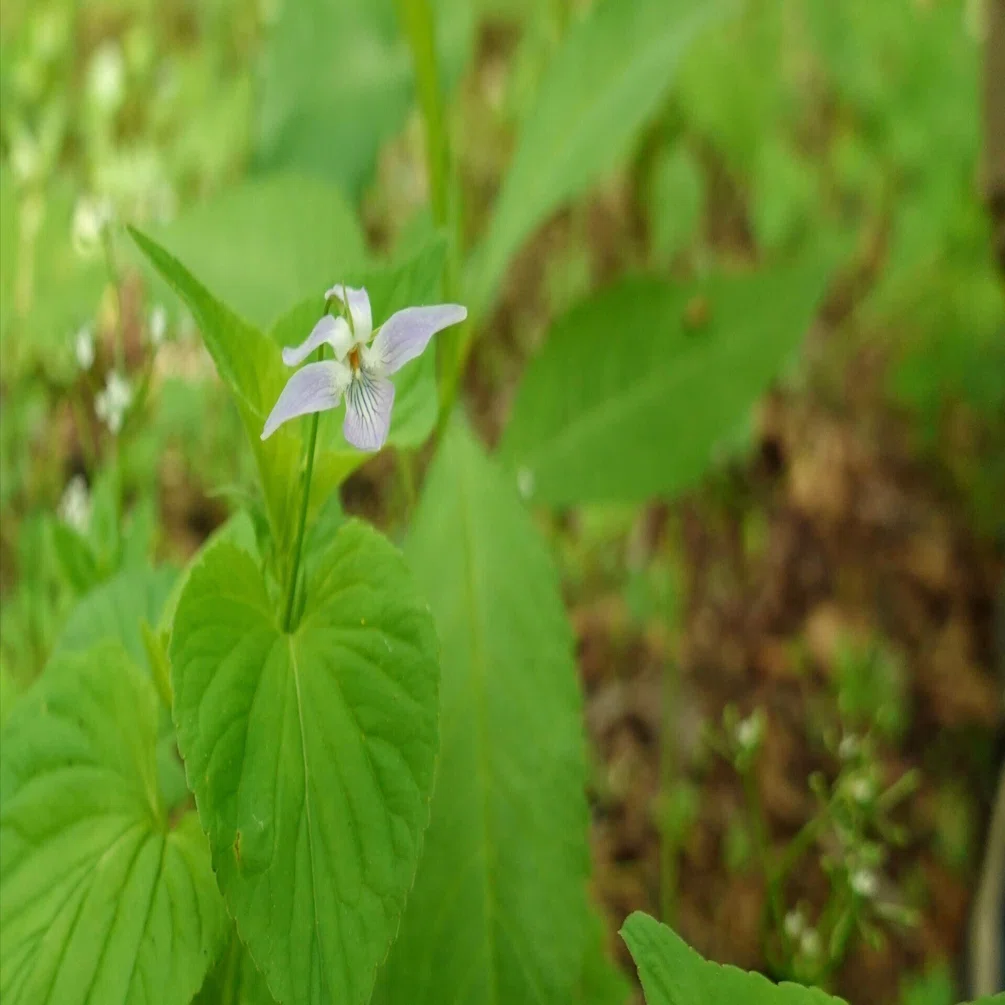 エゾノタチツボスミレ Viola acuminata｜noteスミレの部屋 – Violets