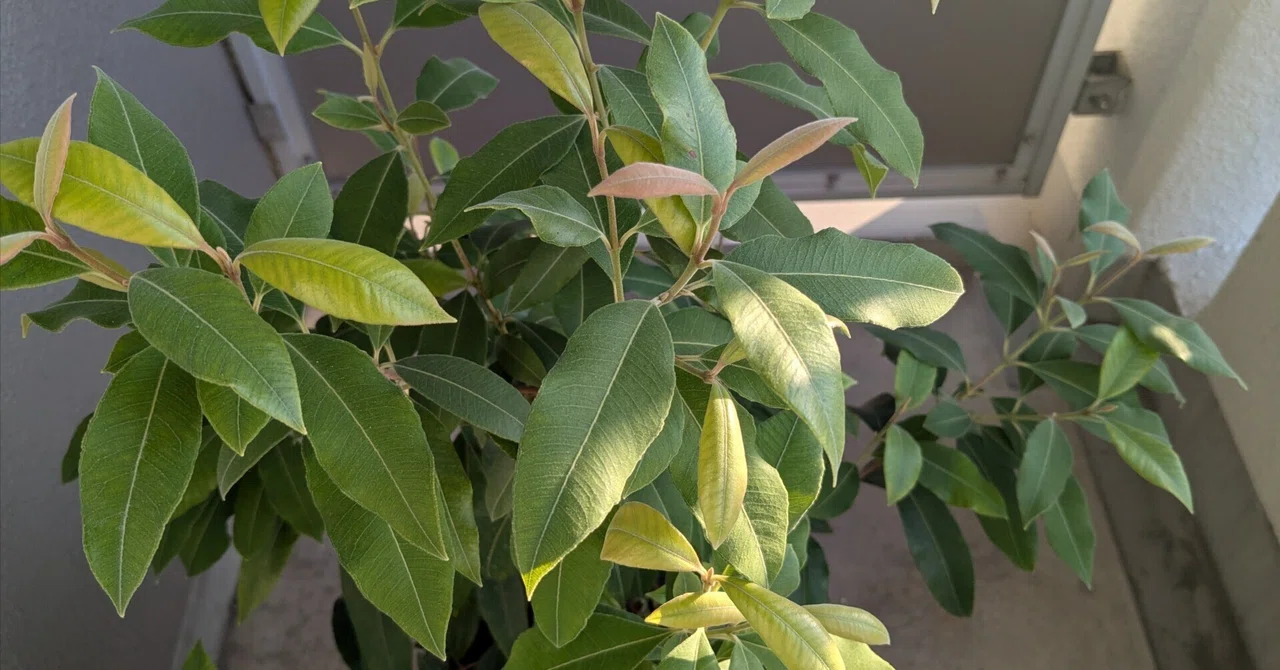 Morning Monologue #27 Balcony Sunbathing, Lemon Myrtle, and Nighttime ...