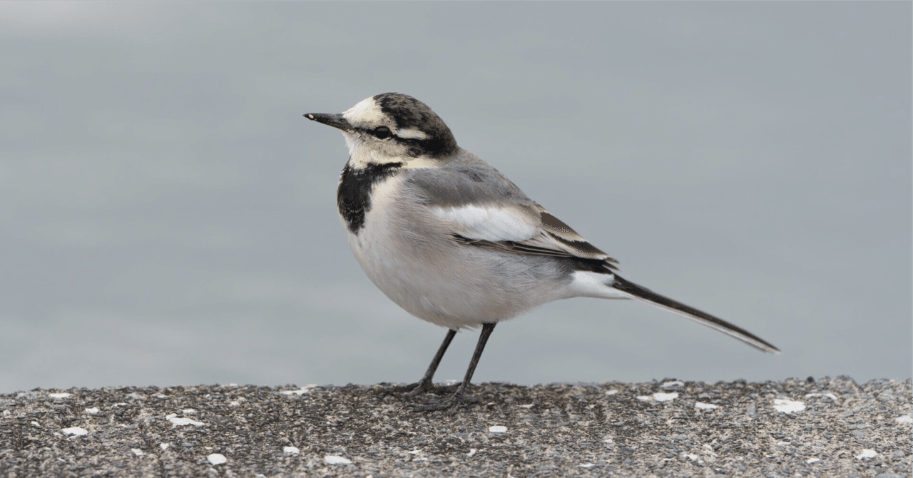 Twitter歴14年の僕でも引っかかった「最新型フィッシング詐欺」の手口｜コブラ
