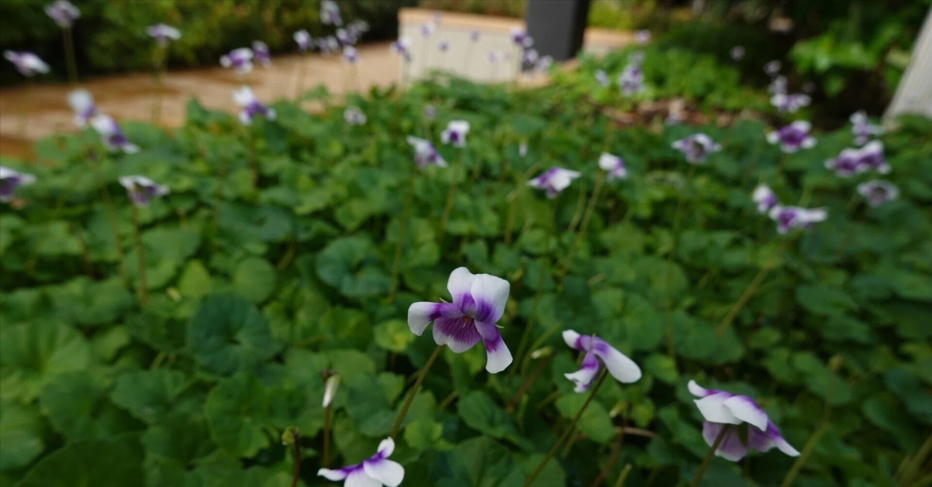ツタスミレ Viola banksii｜noteスミレの部屋 – Violets of Japan