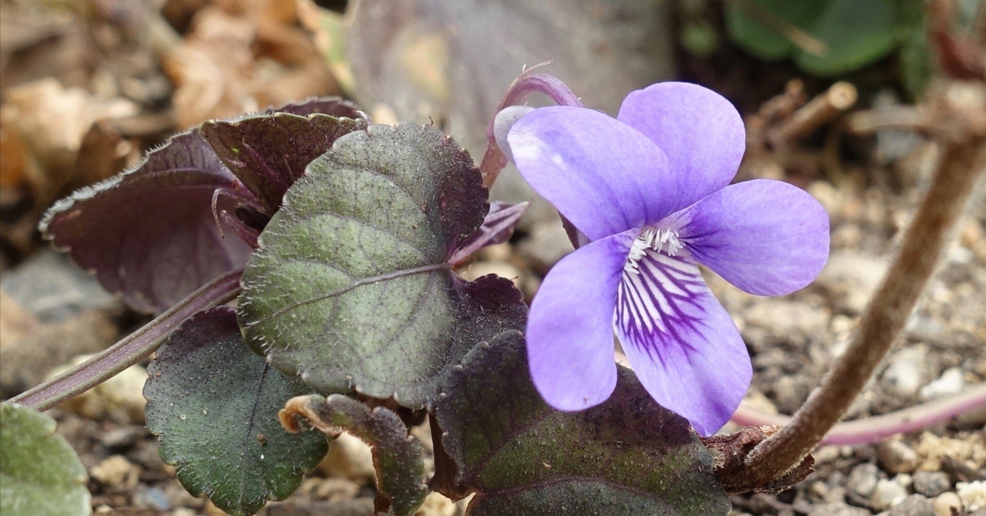 ビオラ・ラブラドリカ Viola labradorica｜noteスミレの部屋