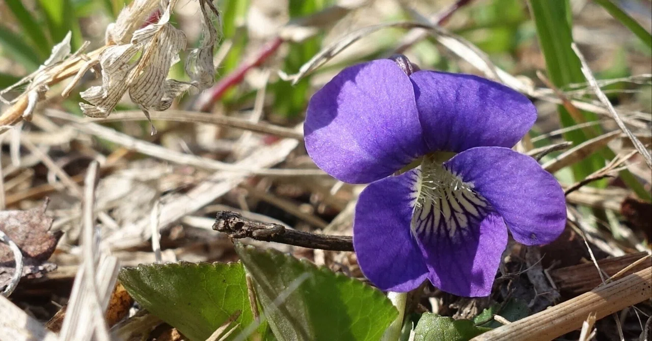 アメリカスミレサイシン Viola sororia｜noteスミレの部屋 – Violets