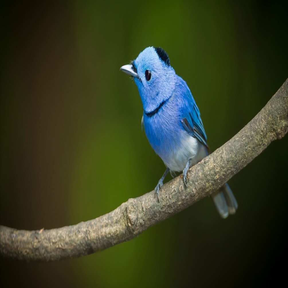 青い鳥 幸せの青い鳥 / 真木 広造【撮影・監修】 - 紀伊國屋書店ウェブストア