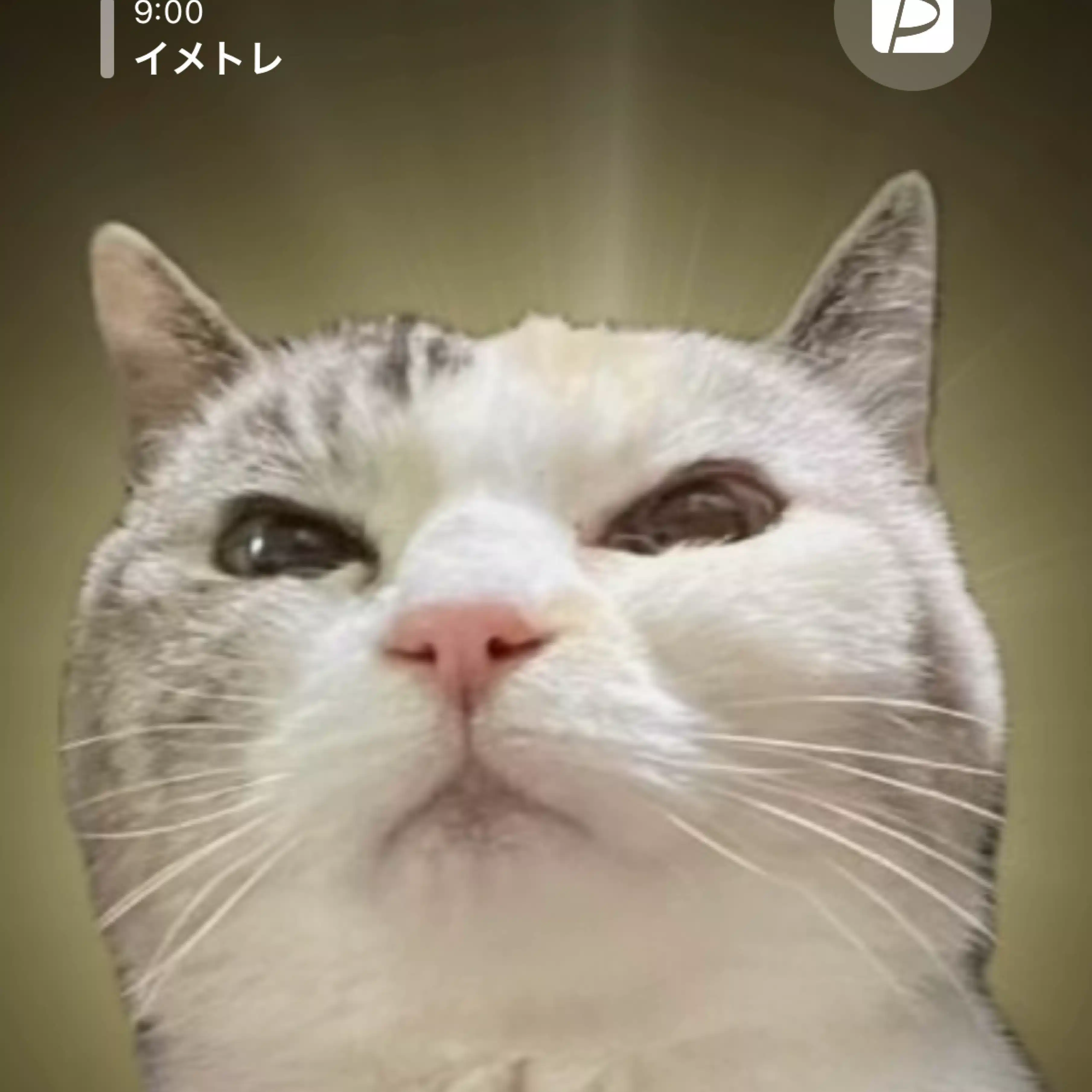 カザマタカフミ