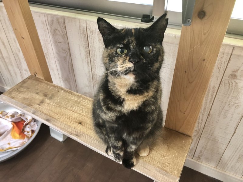 川崎店 ブリッジちゃんをご紹介 おうちでにゃんくる 譲渡型猫カフェにゃんくる Note