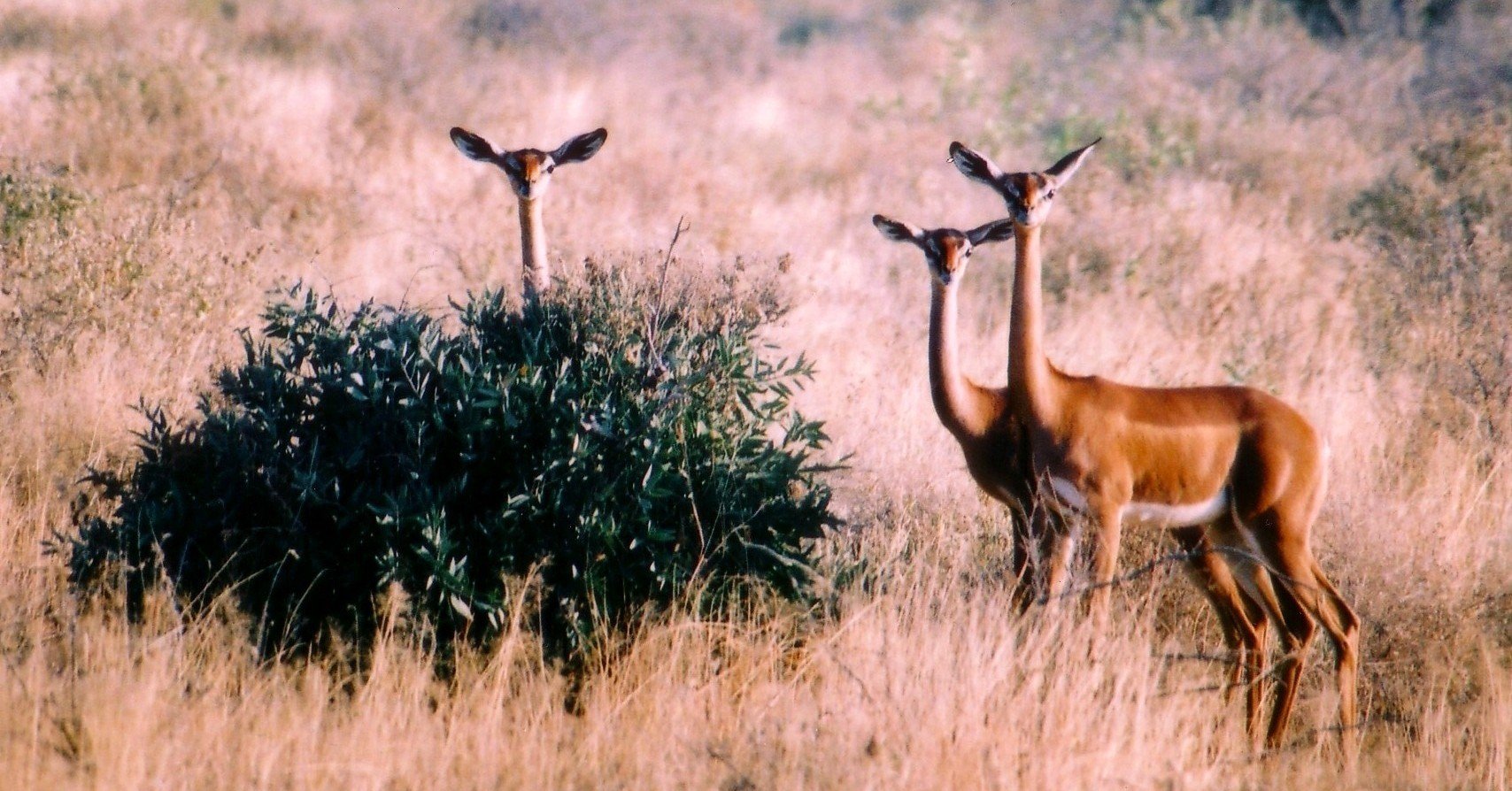 連載 アフリカの野生アニマル物語 3 ゲレヌクの首が長い理由 とっぺ Note 連載 アフリカの野生アニマル物語 3 ゲレヌクの首が長い理由 とっぺ Note