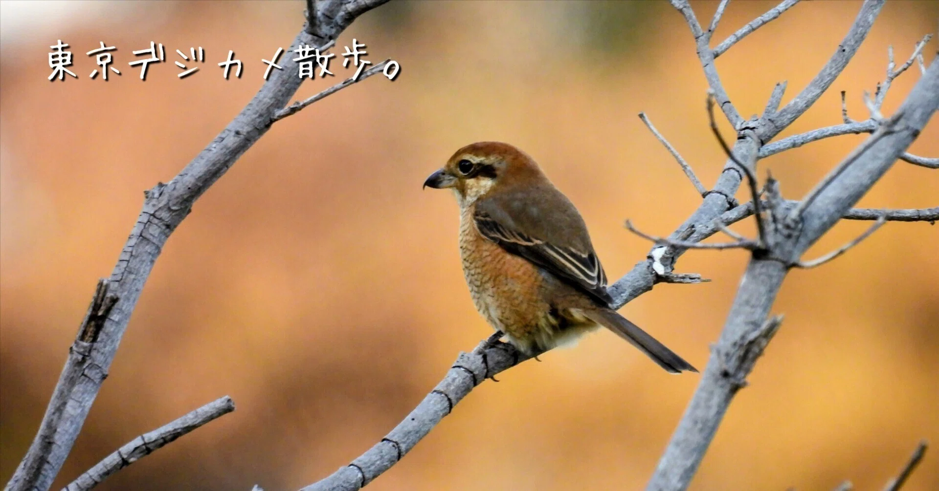 野鳥たちのいる風景 2025.12.08 mon. 東京都江東区。｜michio