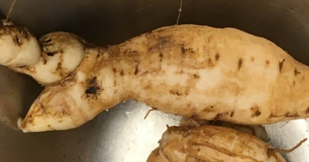シカクマメの根を食す：芋っぽいゴボウ味｜KAKAKKO（かかっこ）