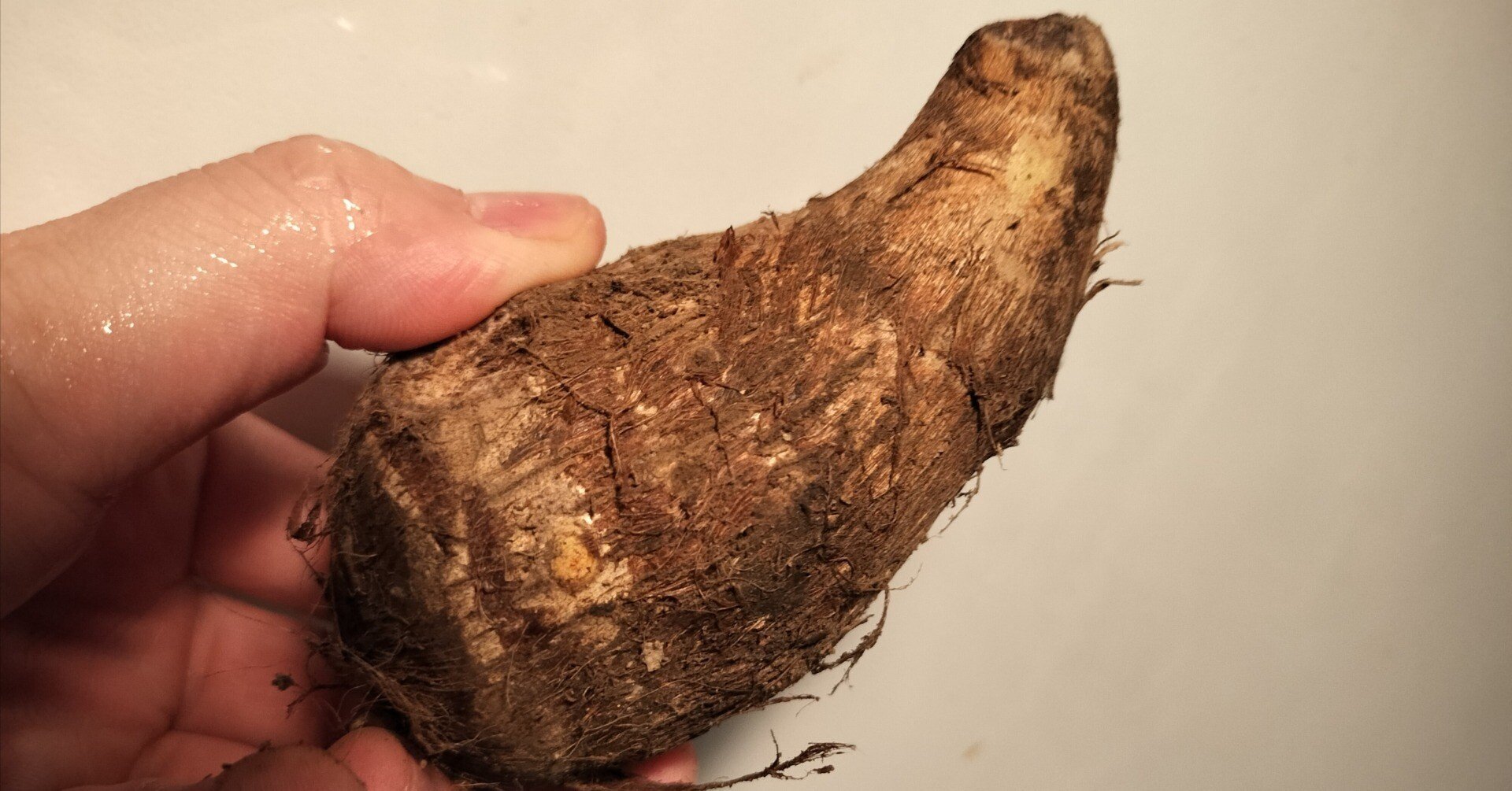 野党いも・里いも」に清き一票を｜玉田玉山