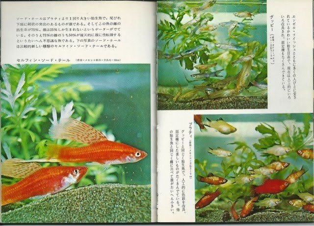 第7巻 熱帯魚 Colorbooks Cafe Note