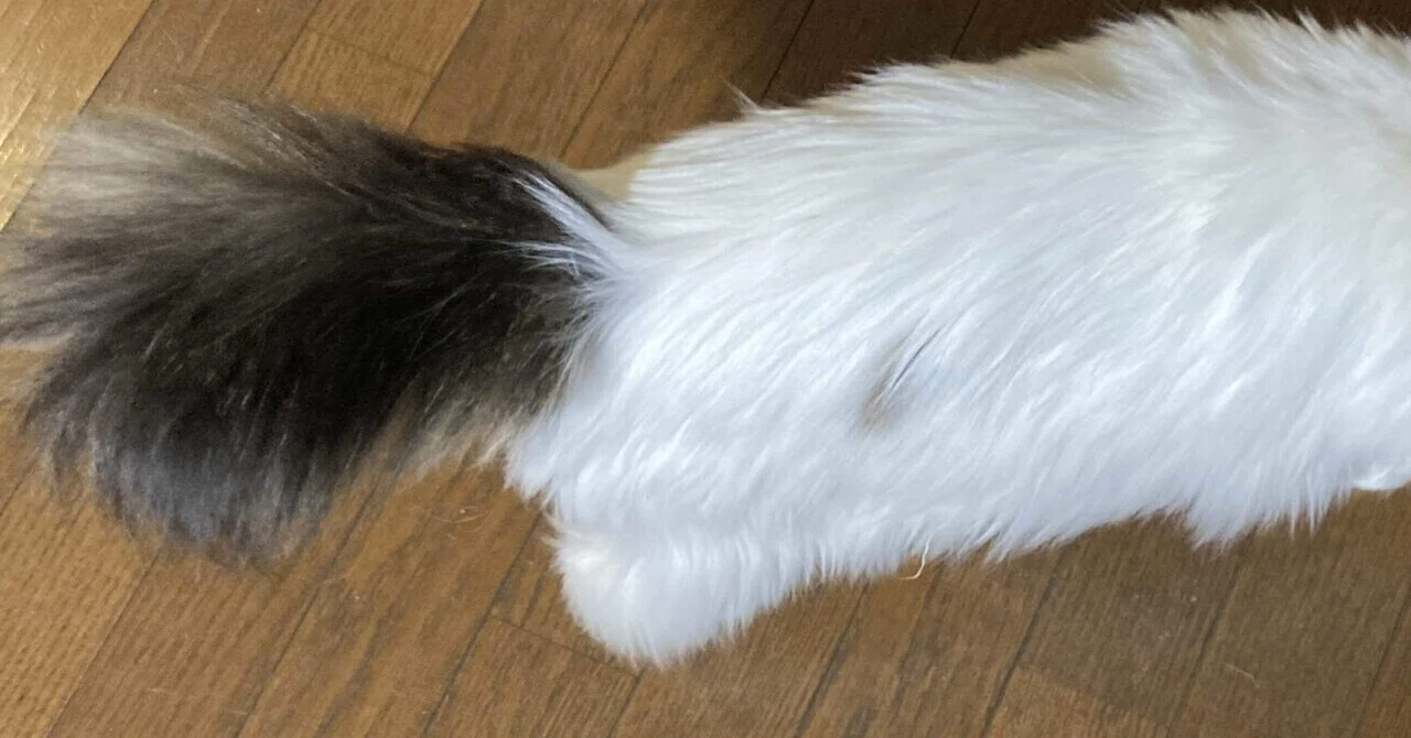 猫のしっぽの役割とは？｜猫様とごはん