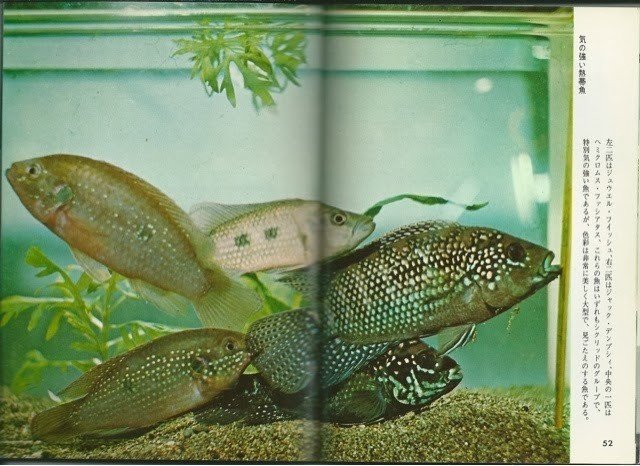第7巻 熱帯魚 Colorbooks Cafe Note