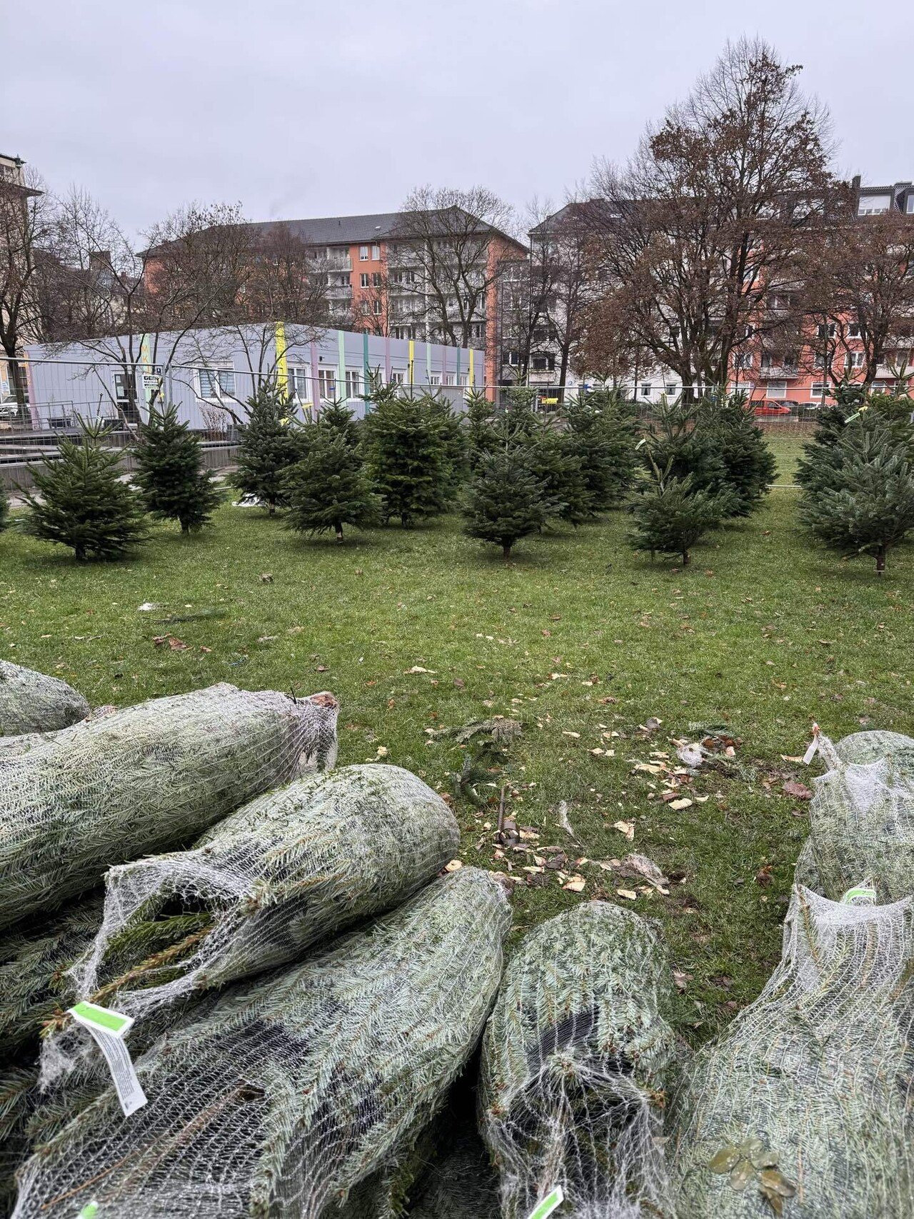海外生活】ドイツでモミの生木を買ってみる｜といこ@ドイツ駐在帯同中